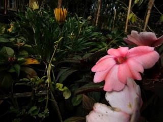 10.07.2023 Prefeitura investe na produção de flores e plantas tropicais nos viveiros municipais (1)