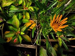 10.07.2023 Prefeitura investe na produção de flores e plantas tropicais nos viveiros municipais (2)