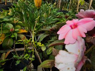 10.07.2023 Prefeitura investe na produção de flores e plantas tropicais nos viveiros municipais (6)
