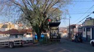 Poda de árvores nas praças do bairro Vila Aparecida