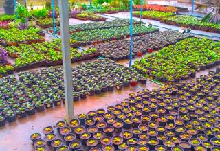 13.06.2022 10 mil mudas estão sendo cultivadas no Viveiro Municipal (2)