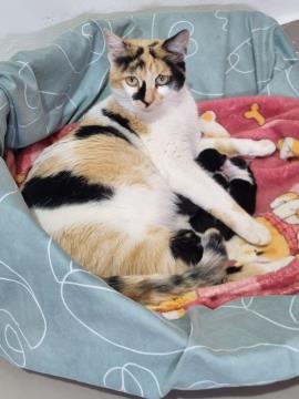 Programa Lar Temporário já acolheu 108 animais e ajudou 41 cães e gatos a encontrarem novos lares
