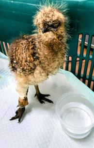 Filhote de seriema é acolhido após ser encontrado ferido