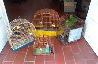 27.07.2020 Aves silvestres são apreendidas no Jardim São Miguel 02