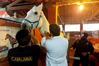 28.05.2021 Agronegócios realiza coleta de exames em cavalos da GCM e da equoterapia (1)
