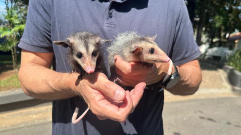 Entrega voluntária de saruês reforça ações de proteção à fauna