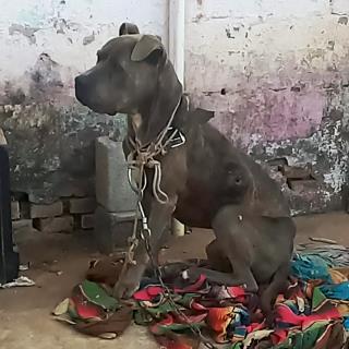 29.06.2023 GCM detém indivíduo por maus-tratos a animais