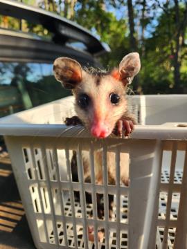 Após avaliação e cuidados, saruês resgatados são reintroduzidos na natureza em Bragança Paulista