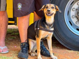 Secretaria de Saúde abre agendamento para vacinação de rotina antirrábica para cães e gatos