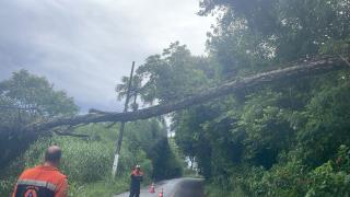 Uma árvore de grande porte caiu sobre a fiação elétrica na Av Salvador Markowicz 01