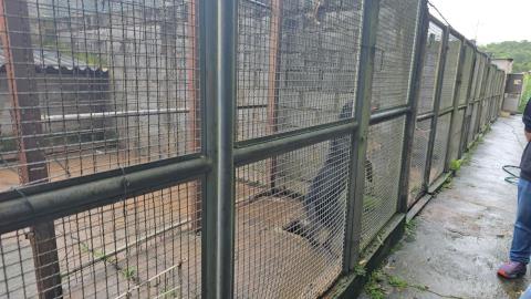 Reforma completa vai transformar Abrigo Municipal de Cães e Gatos