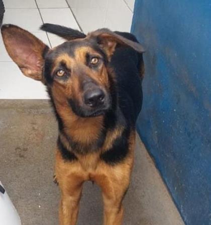 Programa PSA ANIMAL incentiva lares temporários para cães e gatos resgatados