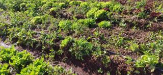 Rastreabilidade de hortifrutigranjeiros orgânicos garante segurança ao consumidor (1)