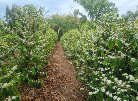 É coisa nossa: cafés bragantinos são premiados em concurso estadual