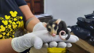 Secretaria Municipal do Meio Ambiente atua no resgate e proteção da fauna silvestre (2)