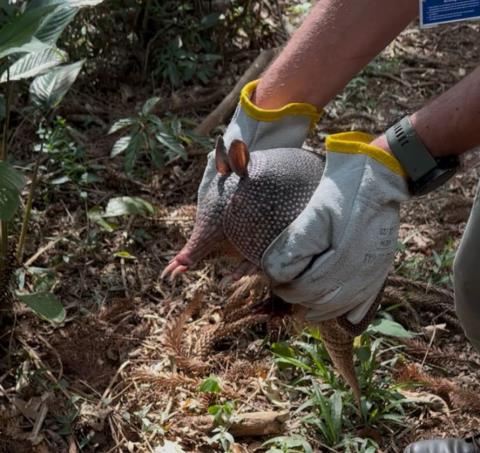 Bragança Paulista reforça ações de proteção à fauna com resgates de animais silvestres