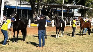 Exposição de Cavalos Mangalarga Marchador em Bragança Paulista acontece até sábado (2206)