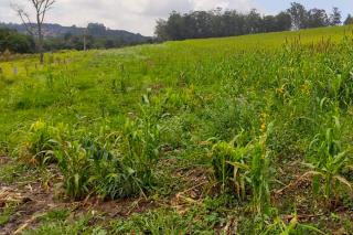 Prefeitura de Bragança Paulista e Governo do Estado prestam assistência em áreas de adubação verde (1)