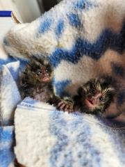 30.06.2023 Mais de 500 animais silvestres foram resgatados nos últimos 12 meses (1)