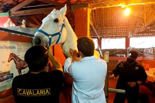 Apoio veterinário Cavalaria da GCM - Arquivo SECOM