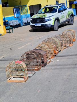 Destruição de gaiolas reforça combate ao cativeiro ilegal de aves silvestres