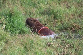 12.04.2022 Prefeitura monitora capivara ferida no Lago do Taboão (1)