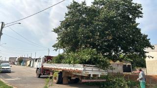 Prefeitura intensifica serviços de poda de árvores em áreas públicas de Bragança Paulista (2)