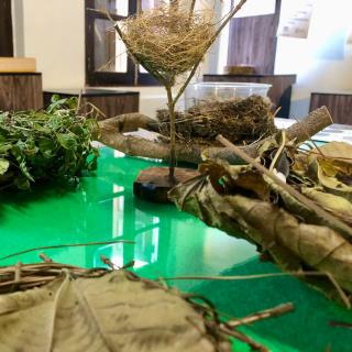 Mostra plantas e aves 01