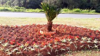 22.08.2022 Canteiros dos flores são destaques em vários pontos da cidade (1)
