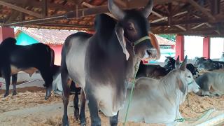 Bragança Paulista realiza 58ª Expoagro e 31ª Festa do Peão com programação diversificada e estrutu (2)