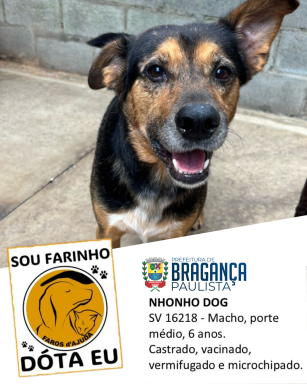 Cães e gatos do Abrigo Municipal aguardam uma nova família