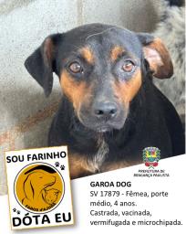 Confira os animais que estão esperando um novo lar no Canil Municipal (11)