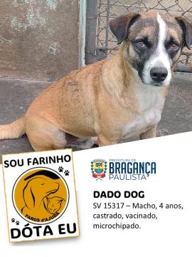 Cães e gatos aguardam por adoção no Abrigo Municipal Foto 10