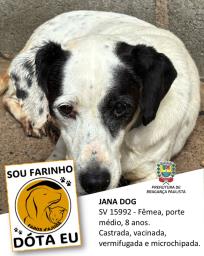 Confira os animais que estão esperando um novo lar no Canil Municipal (12)