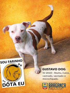 Cães e gatos aguardam por adoção no Abrigo Municipal Foto 11