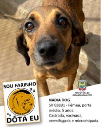 Confira os animais que estão esperando um novo lar no Canil Municipal (13)