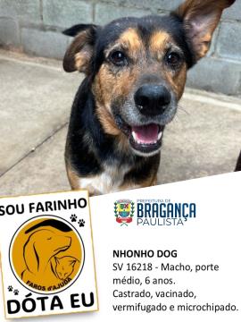 Cães e gatos aguardam por adoção no Abrigo Municipal Foto 12