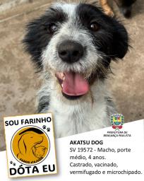 Confira os animais que estão esperando um novo lar no Canil Municipal (14)