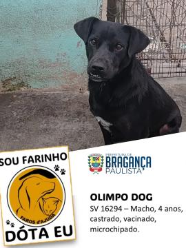 Cães e gatos aguardam por adoção no Abrigo Municipal Foto 13
