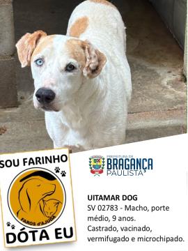 Cães e gatos aguardam por adoção no Abrigo Municipal Foto 14