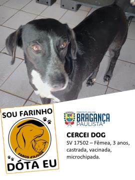 Cães e gatos aguardam por adoção no Abrigo Municipal Foto 15