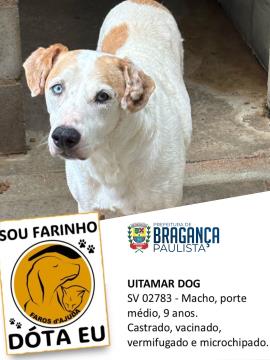 Uitamar