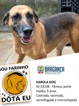 Cães e gatos aguardam por adoção no Abrigo Municipal Foto 16