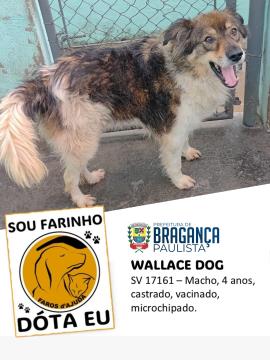 Wallace