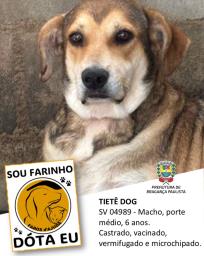 Confira os animais que estão esperando um novo lar no Canil Municipal (2)