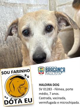 Cães e gatos aguardam por adoção no Abrigo Municipal  Foto 02
