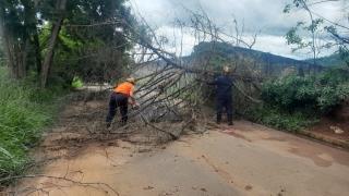 Uma árvore de grande porte caiu sobre a fiação elétrica na Av Salvador Markowicz 02