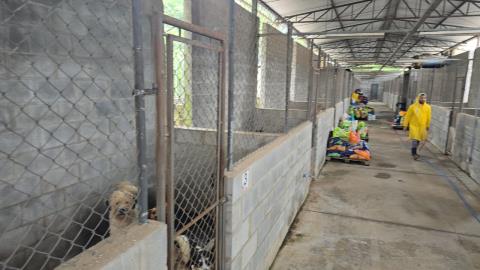 Ações, investimentos inéditos e nova gestão para reestruturar o Abrigo Municipal de Cães e Gatos