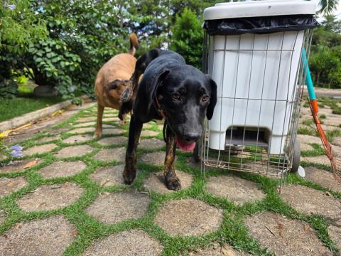 Cachorrinha Sky encontra lar temporário e transforma carinho em esperança