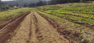 Rastreabilidade de hortifrutigranjeiros orgânicos garante segurança ao consumidor (2)